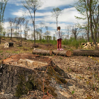 Bosques en Peligro: Una Llamada Urgente a la Acción
